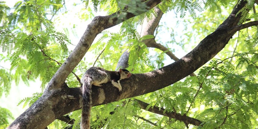 Grizzled Squirrel Wildlife Sanctuary