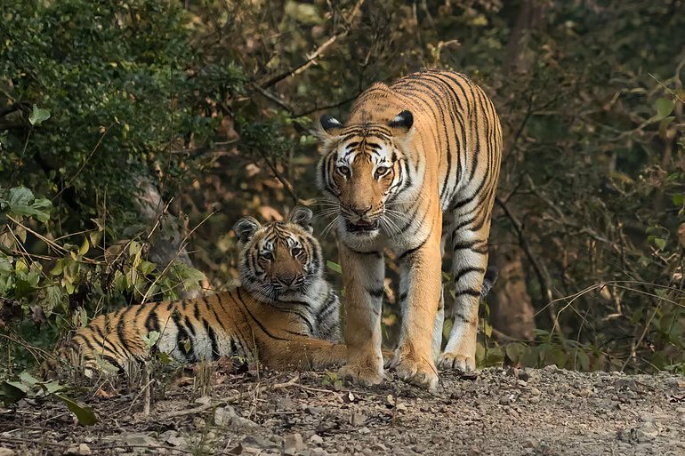 Srivilliputhur Megamalai Tiger Reserve